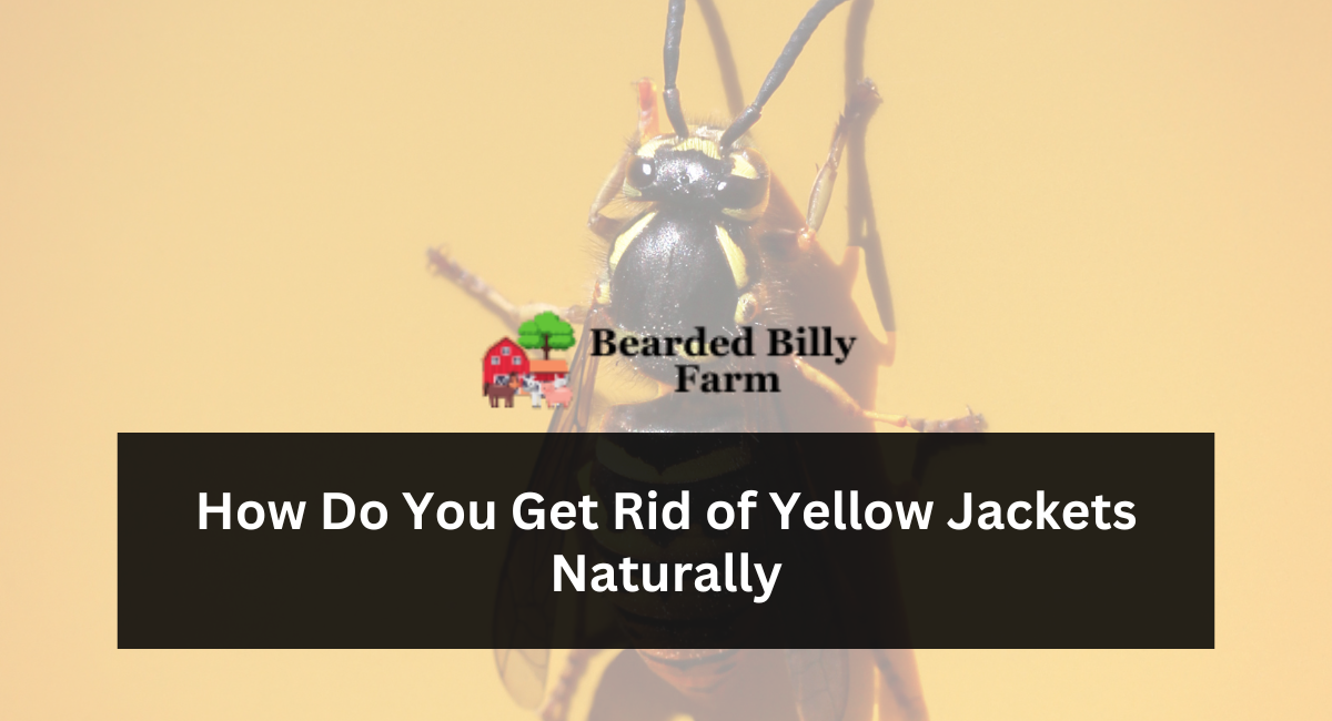 How Do You Get Rid of Yellow Jackets Naturally