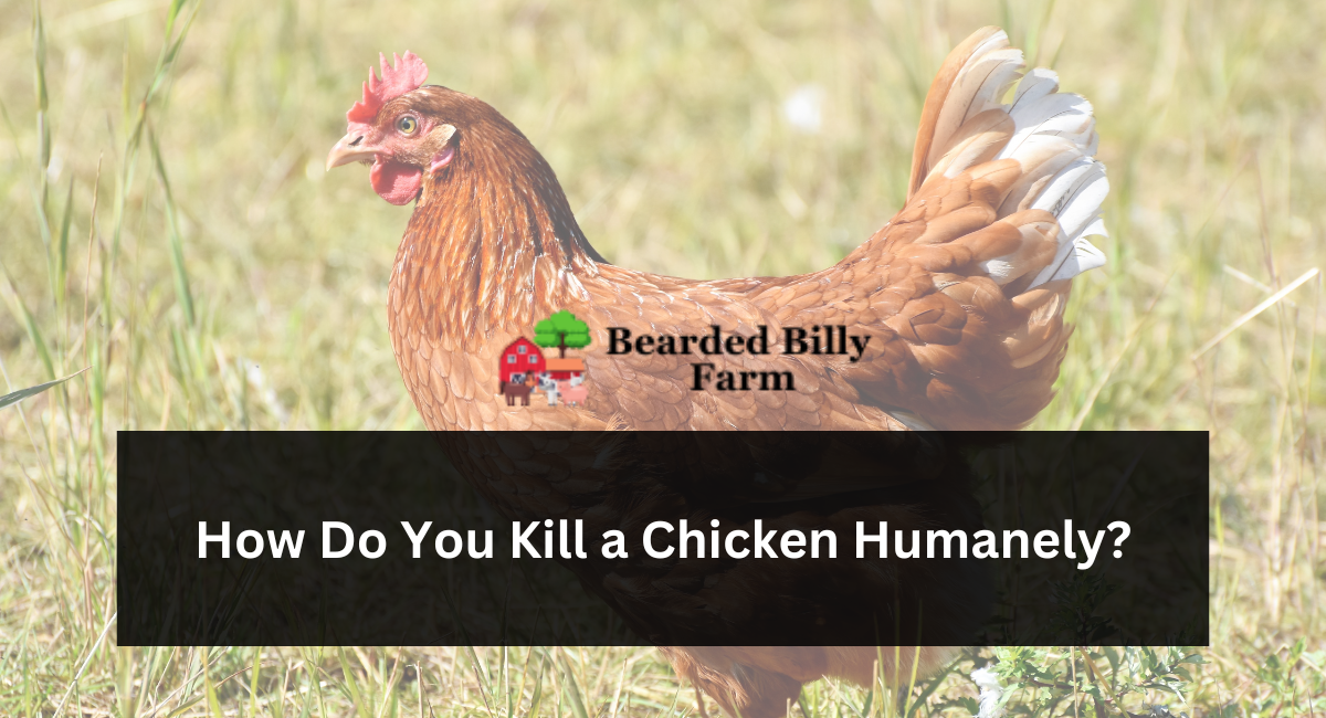 How Do You Kill a Chicken Humanely?