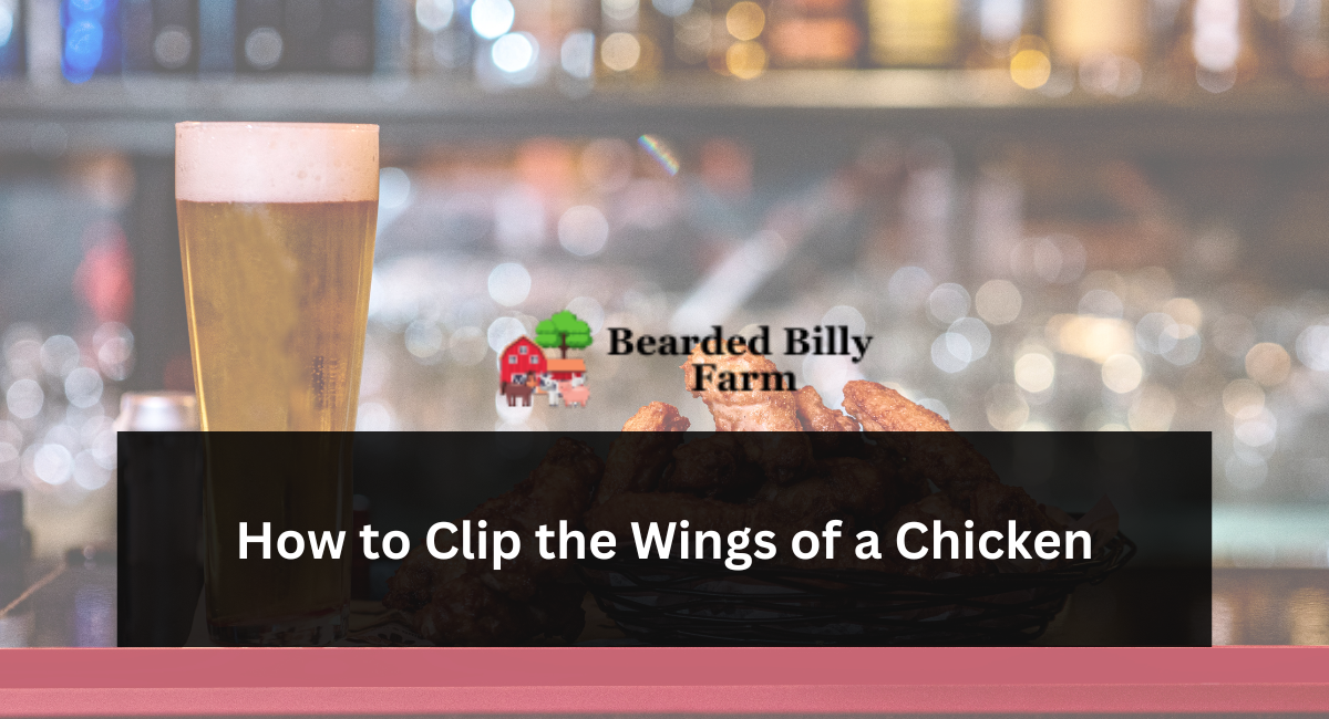 How to Clip the Wings of a Chicken