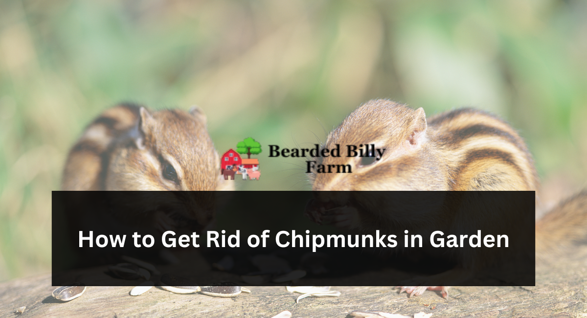 How to Get Rid of Chipmunks in Garden