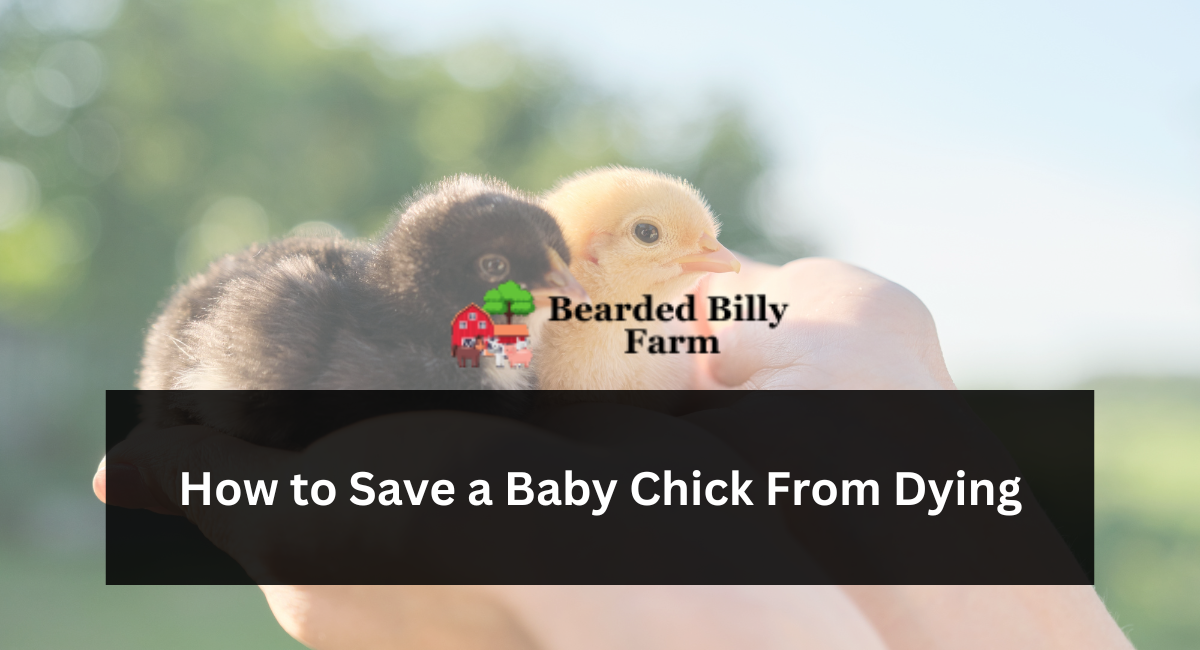 How to Save a Baby Chick From Dying